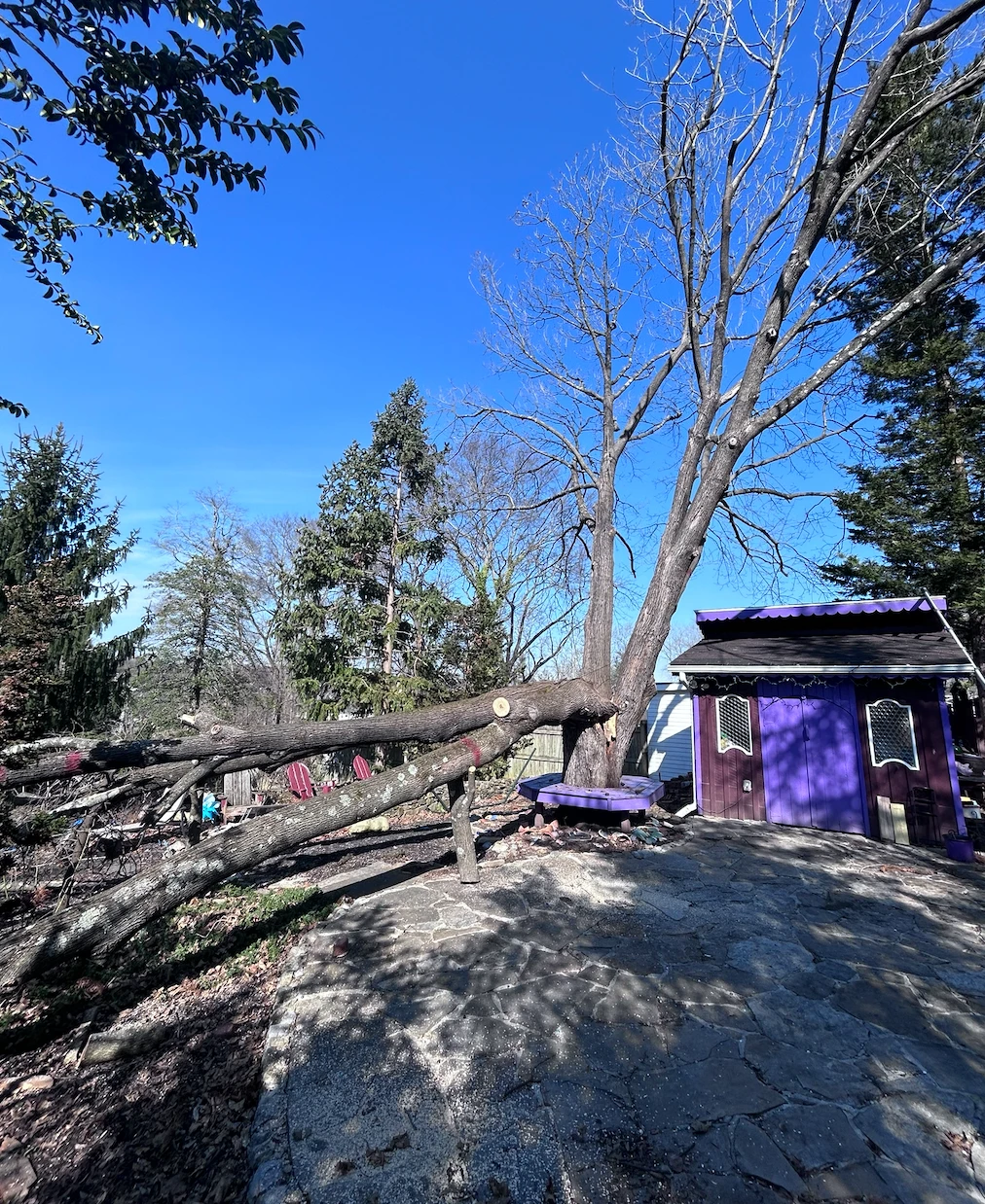 Cleaning Up Storm-Damaged Trees: What You Need to Know